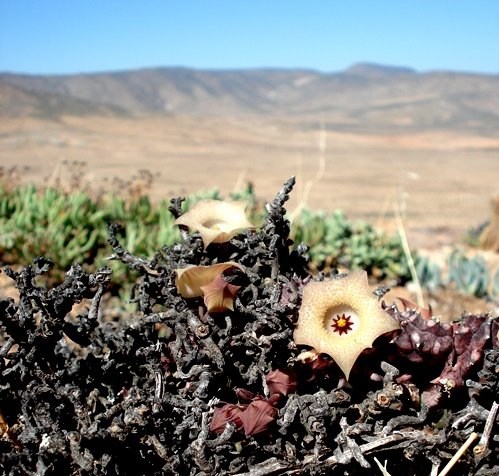Huernia namaquensis