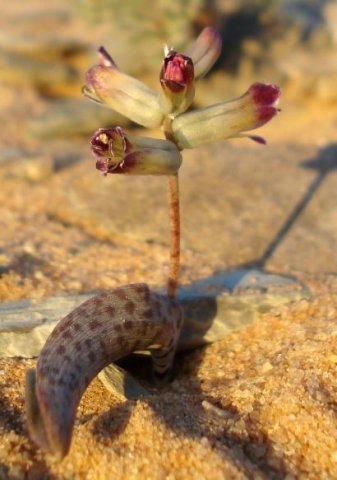Lachenalia buchubergensis
