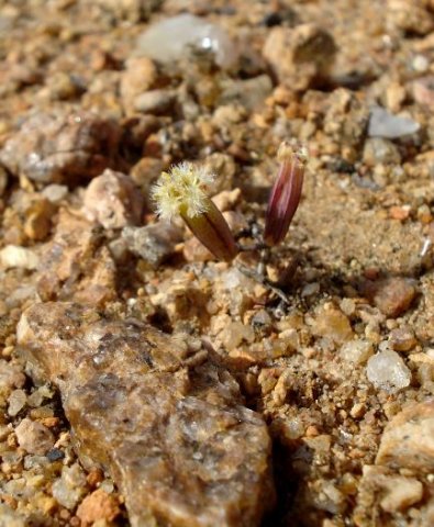 Tylecodon similis