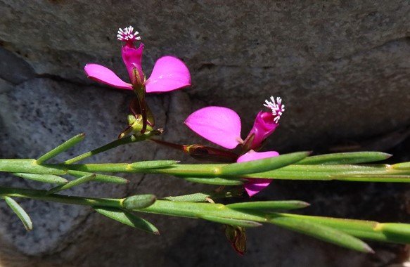 Polygala garcinii