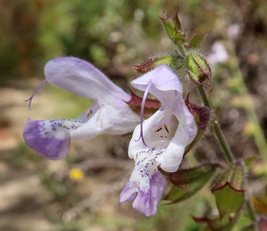 Salvia africana spotted flowers