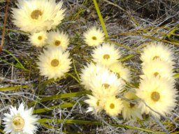 Fernkloof Nature Reserve