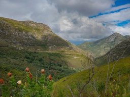 Protea aurea subsp. aurea near the Outeniqua Pass