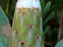 Protea nitida family outing in Hermanus