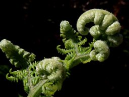 Ferns