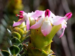 Saltera sarcocolla reclining petals