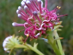 Serruria elongata flowerheads