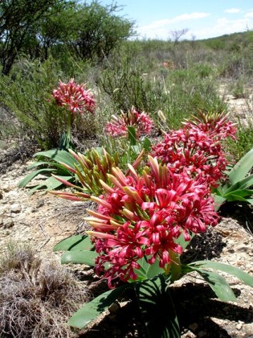 Ammocharis coranica