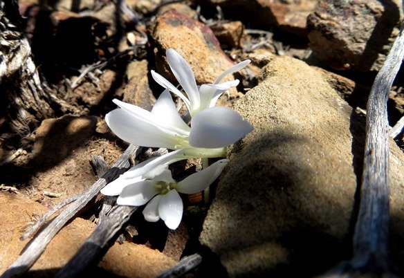 Apodolirion lanceolatum