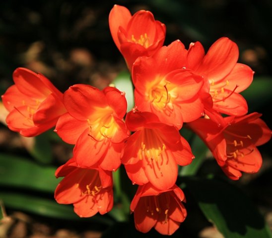 Clivia miniata var. miniata flowers