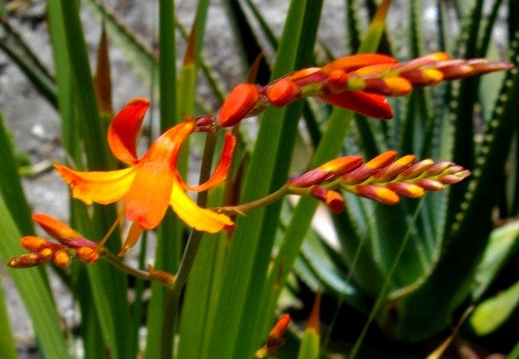 Crocosmia aurea buds growing in spikes