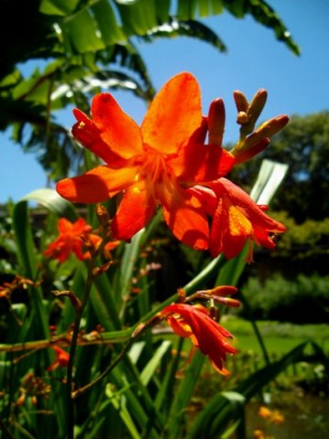 Crocosmia aurea in flower