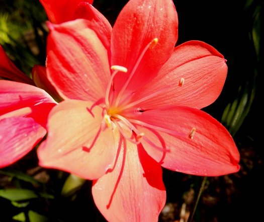 Cyrtanthus elatus flower