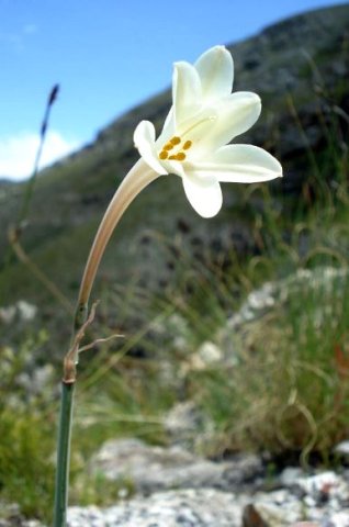 Cyrtanthus leucanthus flower
