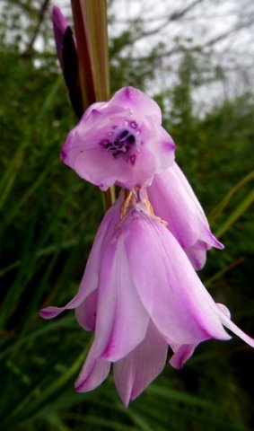 Dierama pendulum flowers