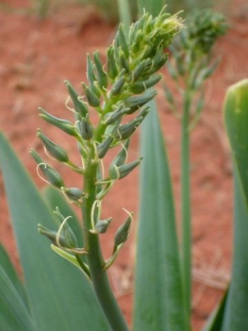 Dipcadi glaucum