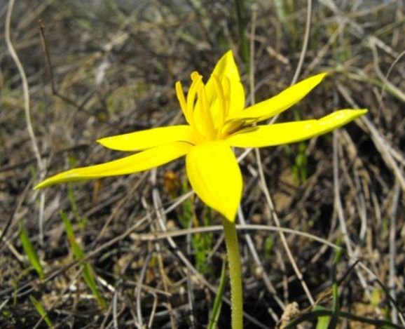 Empodium plicatum