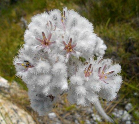 Lanaria lanata flowering in wool