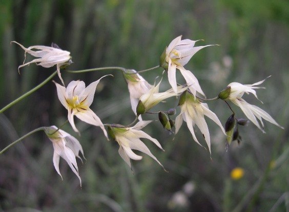 Melasphaerula graminea inflorescence
