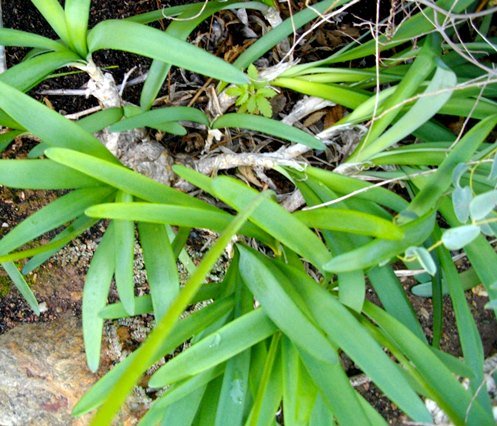Nerine humilis