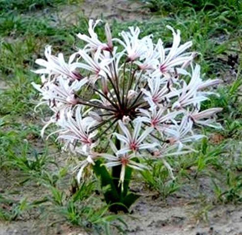 Nerine laticoma subsp. laticoma in flower