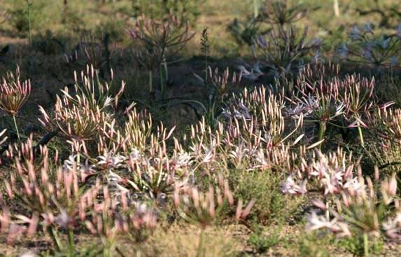 Nerine laticoma subsp. laticoma