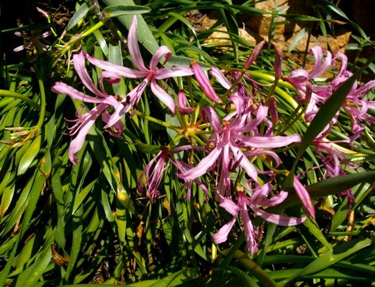 Nerine