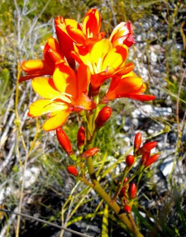 Pillansia templemannii