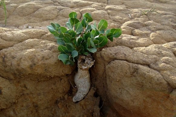 Raphionacme hirsuta exposed tuber