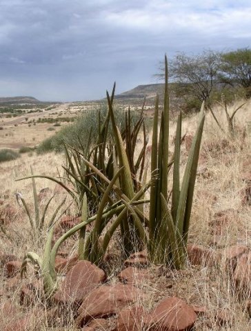 Sansevieria pearsonii
