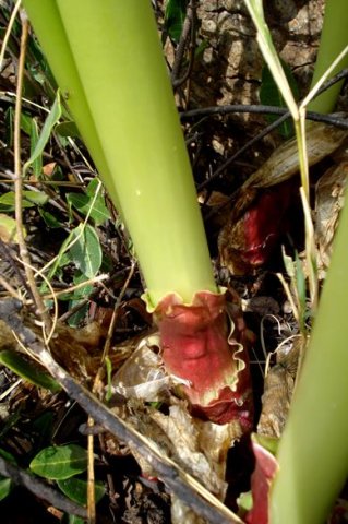 Scadoxus puniceus peduncle base