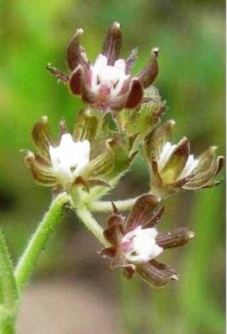 Schizoglossum bidens subsp. atrorubens flowers