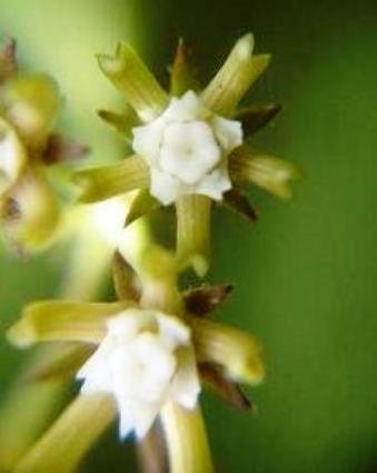 Schizoglossum bidens subsp. bidens flowers