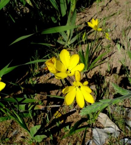 Sparaxis grandiflora subsp. fimbriata