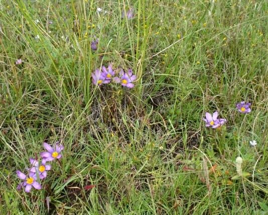 Syringodea bifucata