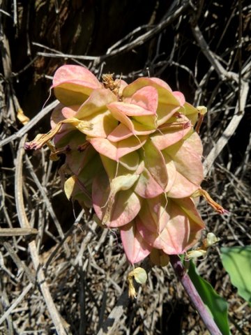Veltheimia capensis winged fruits