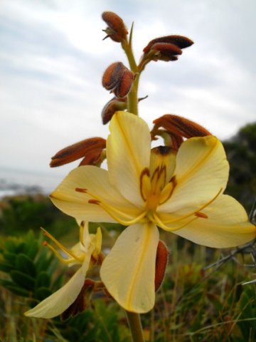 Wachendorfia paniculata