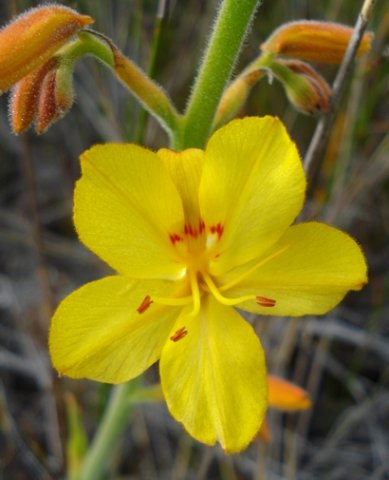 Wachendorfia paniculata yellow with red markings