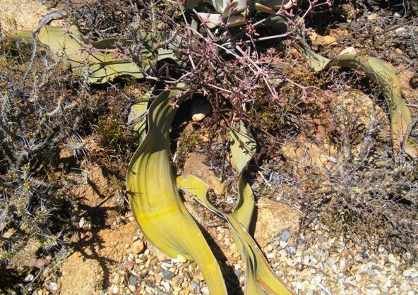 Welwitschia mirabilis