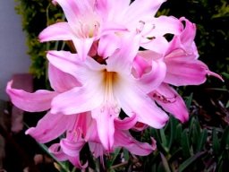Amaryllis belladonna 