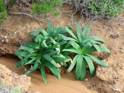Ammocharis coranica leaves