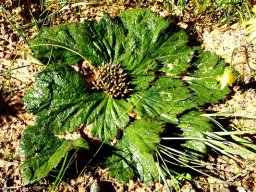 Arctopus echinatus spiny leaf margins