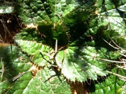 Arctopus echinatus leaves only