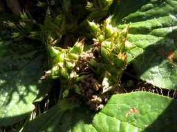 Arctopus echinatus, a deviation?