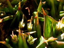 Arctopus echinatus female flowers