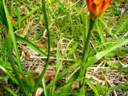 Baeometra uniflora