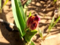 Baeometra uniflora buds
