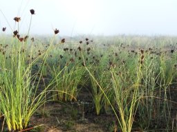 Bobartia fasciculata
