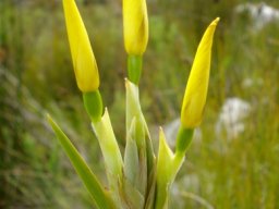 Bobartia gladiata subsp. gladiata buds