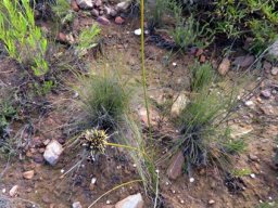 Bobartia orientalis subsp. orientalis
